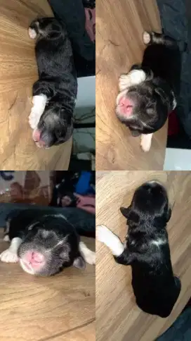 Jual Anak Maltese X Dalmatian