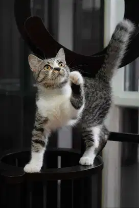 kucing British short hair BSH non ped tabby