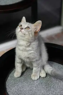 Kucing British short hair BSH non ped grey tabby