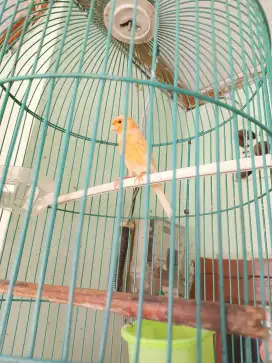 Burung kenari f1