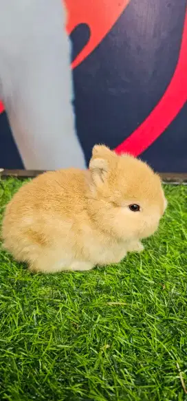 Kelinci netherland dwarf