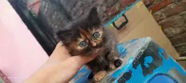 Jual anak kucing Persia medium ganti pakan aja