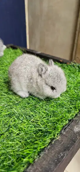 Kelinci netherland dwarf
