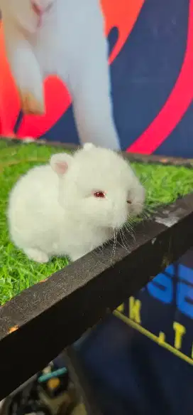 Kelinci netherland dwarf