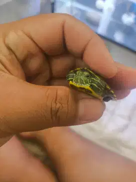 Kura Brazil/res hijau/kura hijau baby size 3 cm