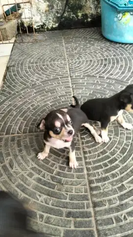 Chihuahua Jantan