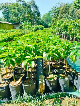 Bibit alpukat kelud