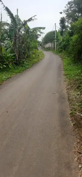 Kebun Durian 1280 m2 Jalan cagak Subang