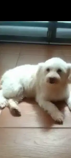 Maltese betina 2 thn