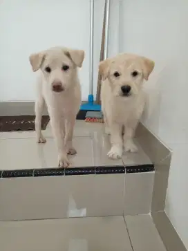 Jual anak anjing mix umur 4 bulan