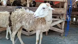 Jual hewan Qurban Sapi dan Domba Murah Bandung