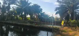 DIJUAL KOLAM DAN KEBUN SAWIT BISA NEGO