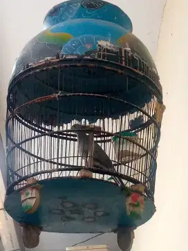 burung perkutut lokal alam