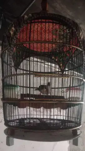 Jual burung perkutut alam lokal+ kandang 100 minat wa