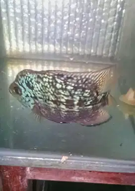 Louhan betina kamfa f2