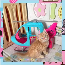 kucing Exotic Shorthair (Exo) Jantan Red Tabby / Oren