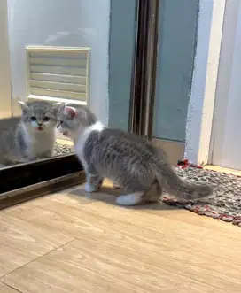 British short hair BSH Kitten Nonped