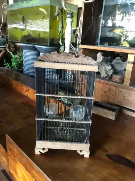 Sirpu betina bunyi ngevoer plus sangkar murah