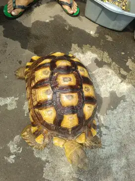 Sulcata 41 up bukan pardalis