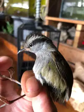Burung tesia jawa bahan
