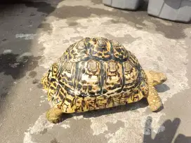 Pardalis Betina Snow 28cm up bukan Sulcata