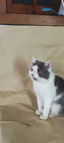 Peaknose jantan