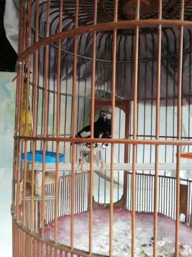 Anis kembang jaminan J