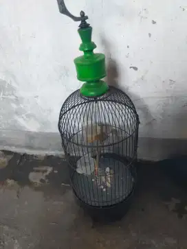 Perjak merah B bekas pikat