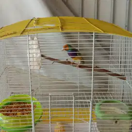 Burung Gold Amadine