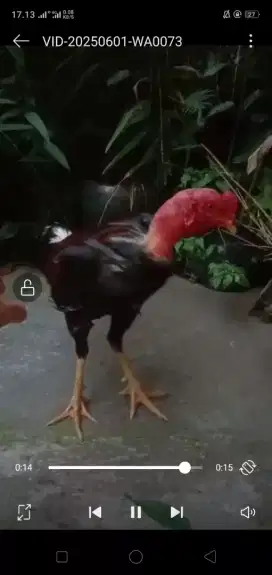 Ayam Pama IQ pintar pukul besar timpuk manja original jos super
