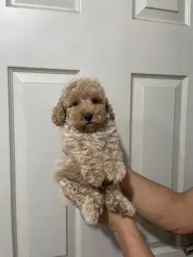 Toy poodle jantan