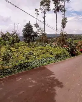 Tanah istimewa kemuning ngargoyoso Karanganyar jateng