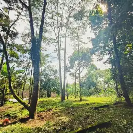 Tanah Murah karangpandan karanganyar free pohon durian produktif