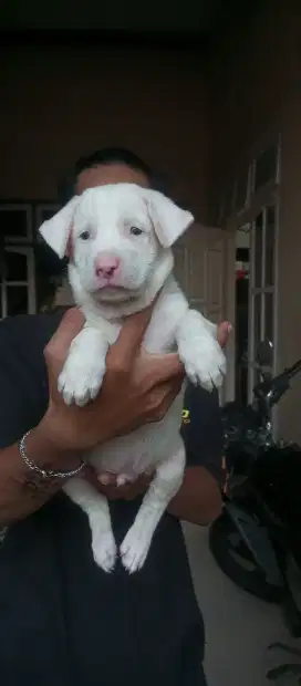 bullterier mix pitbul