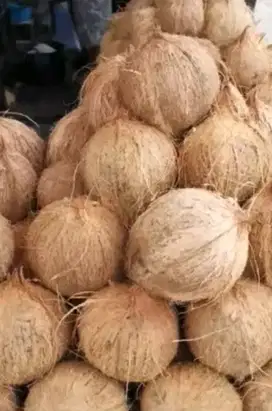 Jual kelapa parut