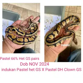 Ular BP sehat rawatan