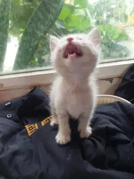 Kitten persimed