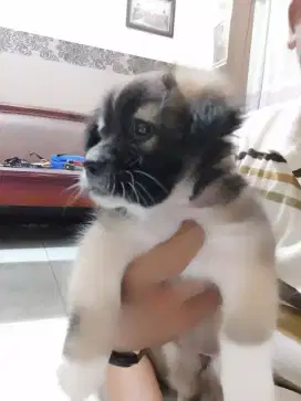 Anak Anjing Ras Mix pekingese