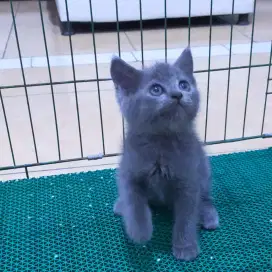 Kitten BSH Betina Lucu Gimbul