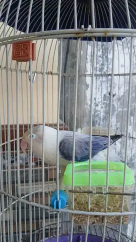 Lovebird betina