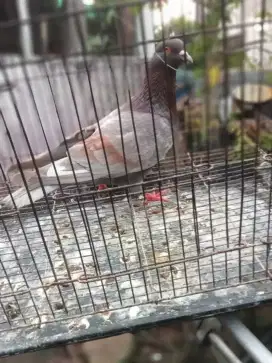 Burung merpati bujangan
