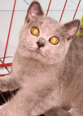 Kucing british shorthair bsh british short hair