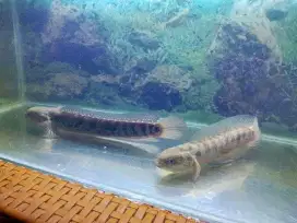 Ikan chana asiatica sepasang ukuran-+ 22 cm