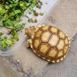 Kura Sulcata - Grade A+ ( Semi-Thinline dotless, 6 cm )