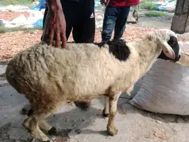 Jual Kambing Domba
