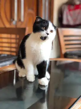 Scottish fold bsh betina