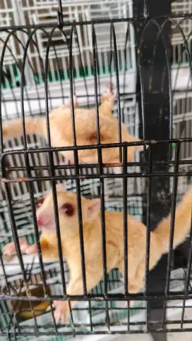 Sugar Gliders Borongan