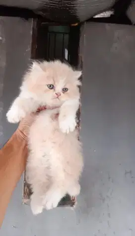 Kucing kitten ras persia flatnose mix mainecoon