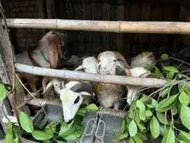 Kambing Qurban Terjangkau