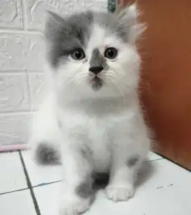 BLH Harleq silang BSH Peaknose bukan persia
